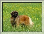 Du�y, Leonberger